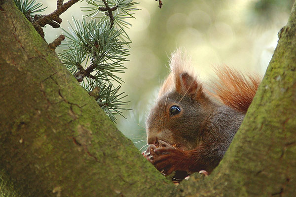 Eichh&ouml;rnchen (c) Andreas Fritz