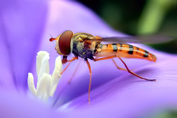 Schwebfliege an einer Bl&uuml;te (c) Andreas Fritz