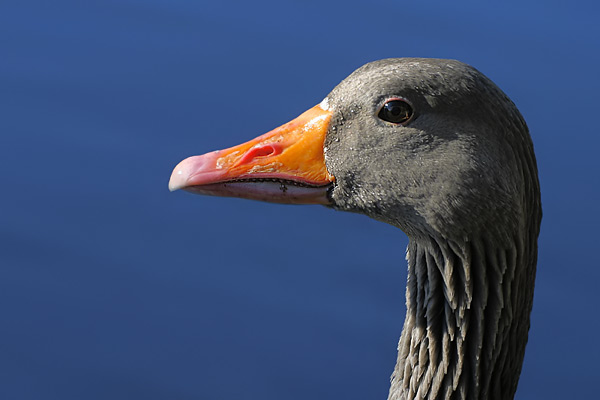 Graugans Portrait (c) Andreas Fritz