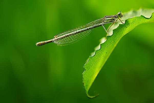 Libelle (c) Andreas Fritz