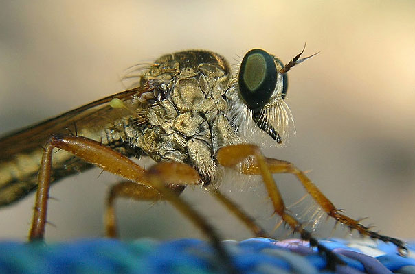 Raubfliege (c) Andreas Fritz