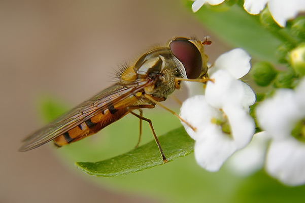 Schwebfliege (c) Andreas Fritz