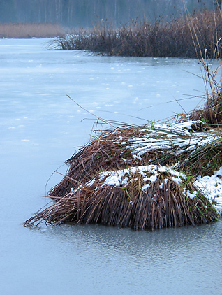 Winter am Teich