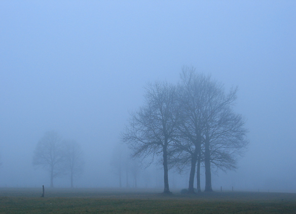 B&auml;ume im Nebel