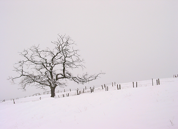 Winterbaum