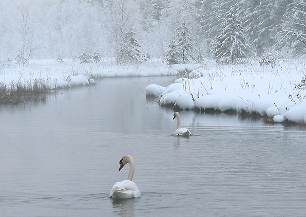 Winter am Ellbach