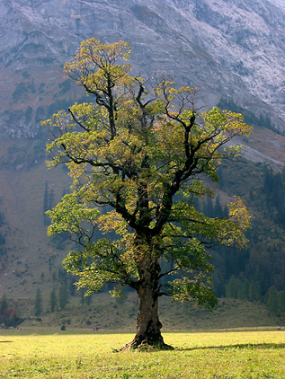 Bergahorn