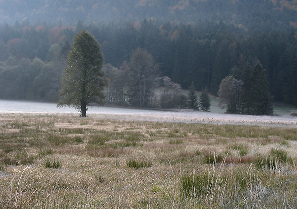 Reiflandschaft