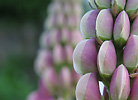 Lupine