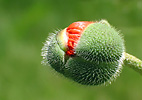 Mohnknospe