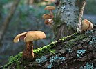 Pilze