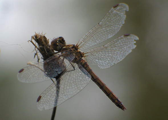 Sympetrum vulgatum