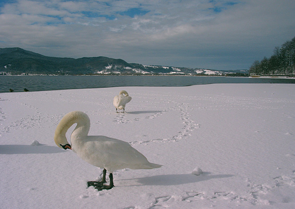 H&ouml;ckerschw&auml;nde am Kochelsee