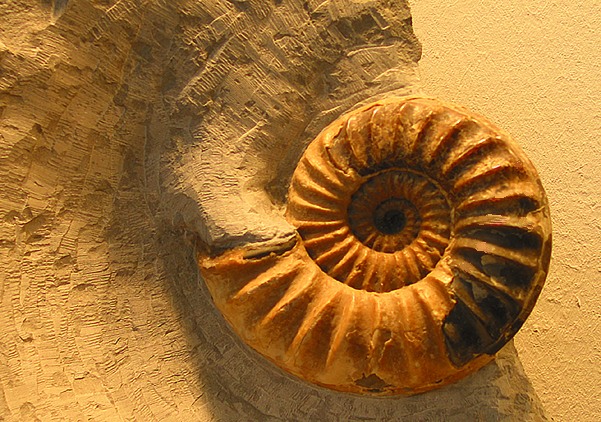 Ammonit (c) Wolfgang Schubert