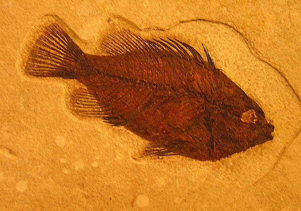 Fossil Fisch (c) Wolfgang Schubert