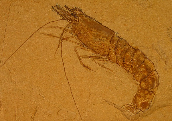 Fossil Garnele (c) Wolfgang Schubert