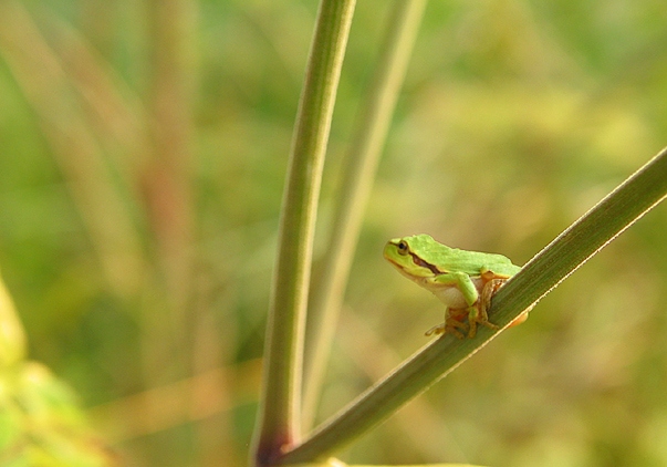 Laubfrosch (c) Wolfgang Schubert