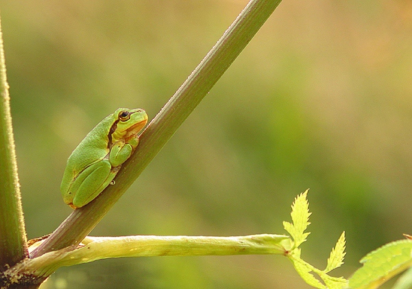 Laubfrosch (c) Wolfgang Schubert