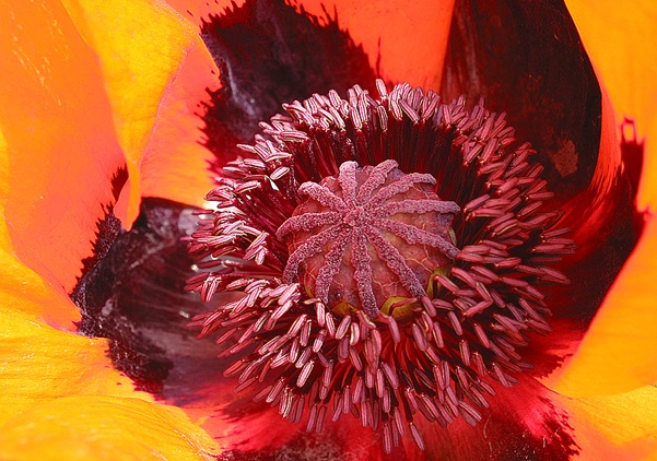 Mohn Detail (c) Wolfgang Schubert
