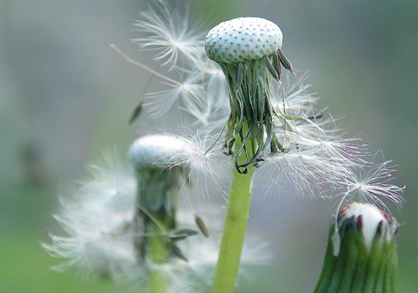 Pusteblumen (c) Wolfgang Schubert