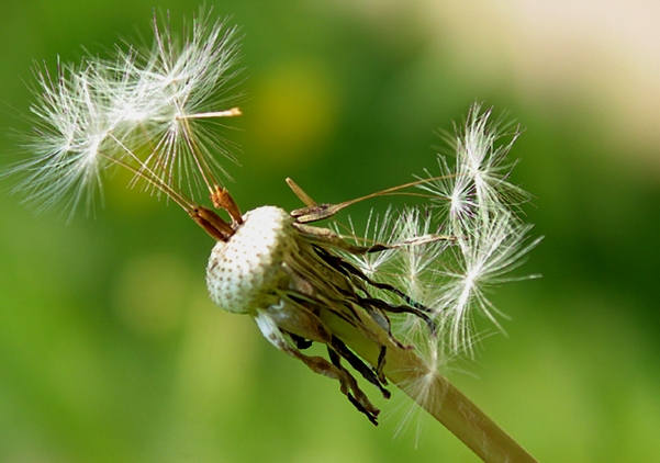 Pusteblume (c) Wolfgang Schubert