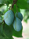 unreife Pflaumen am Baum