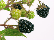 Brombeeren