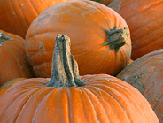 K&uuml;rbis ist Herbstzeit