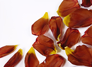 verwelkte Tulpenbl&auml;tter