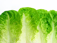 Salatbl&auml;tter