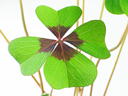 Kleeblatt